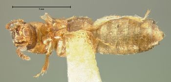 Media type: image;   Entomology 6548 Aspect: habitus ventral view